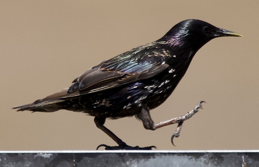 European Starling - ML638375490