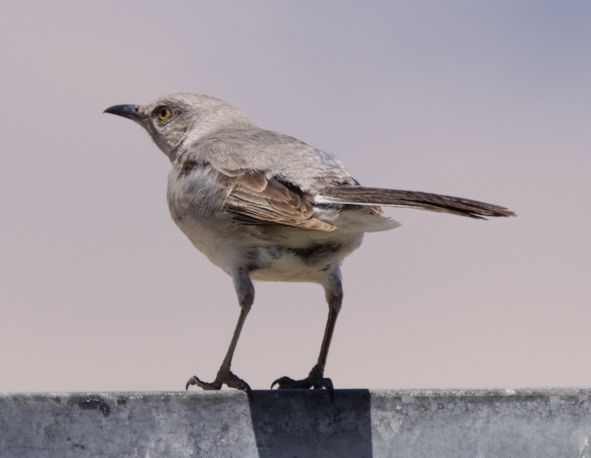 Northern Mockingbird - ML638375492
