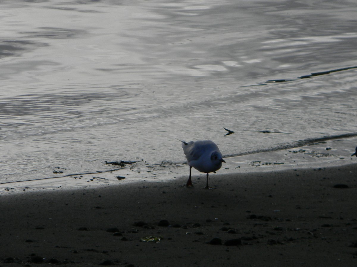 Brown-hooded Gull - ML638375498