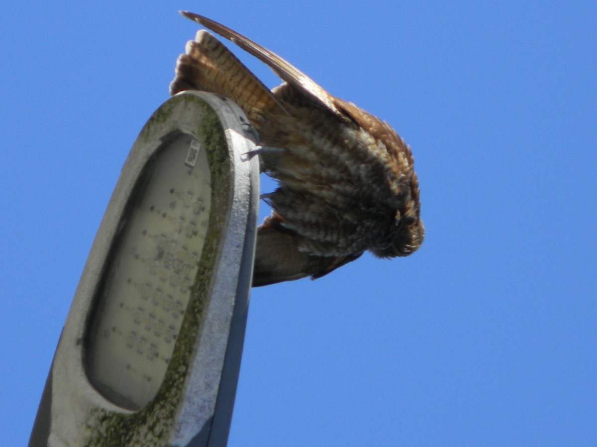 Chimango Caracara - ML638375528
