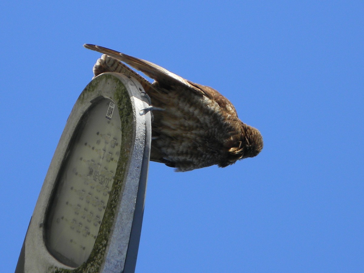 Chimango Caracara - ML638375529