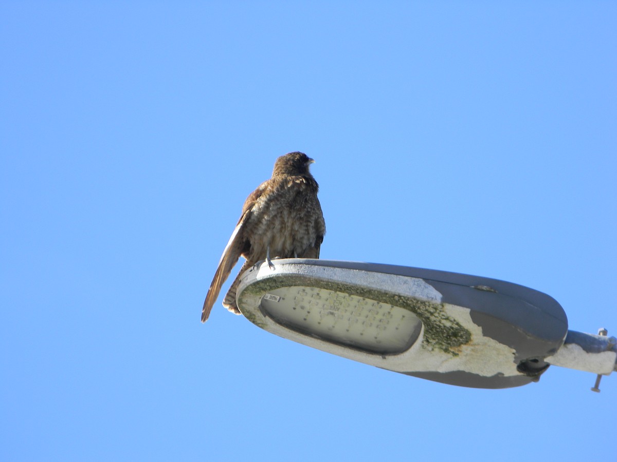 Chimango Caracara - ML638375530