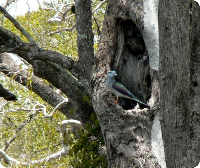 Cuckoo-roller - ML638375553
