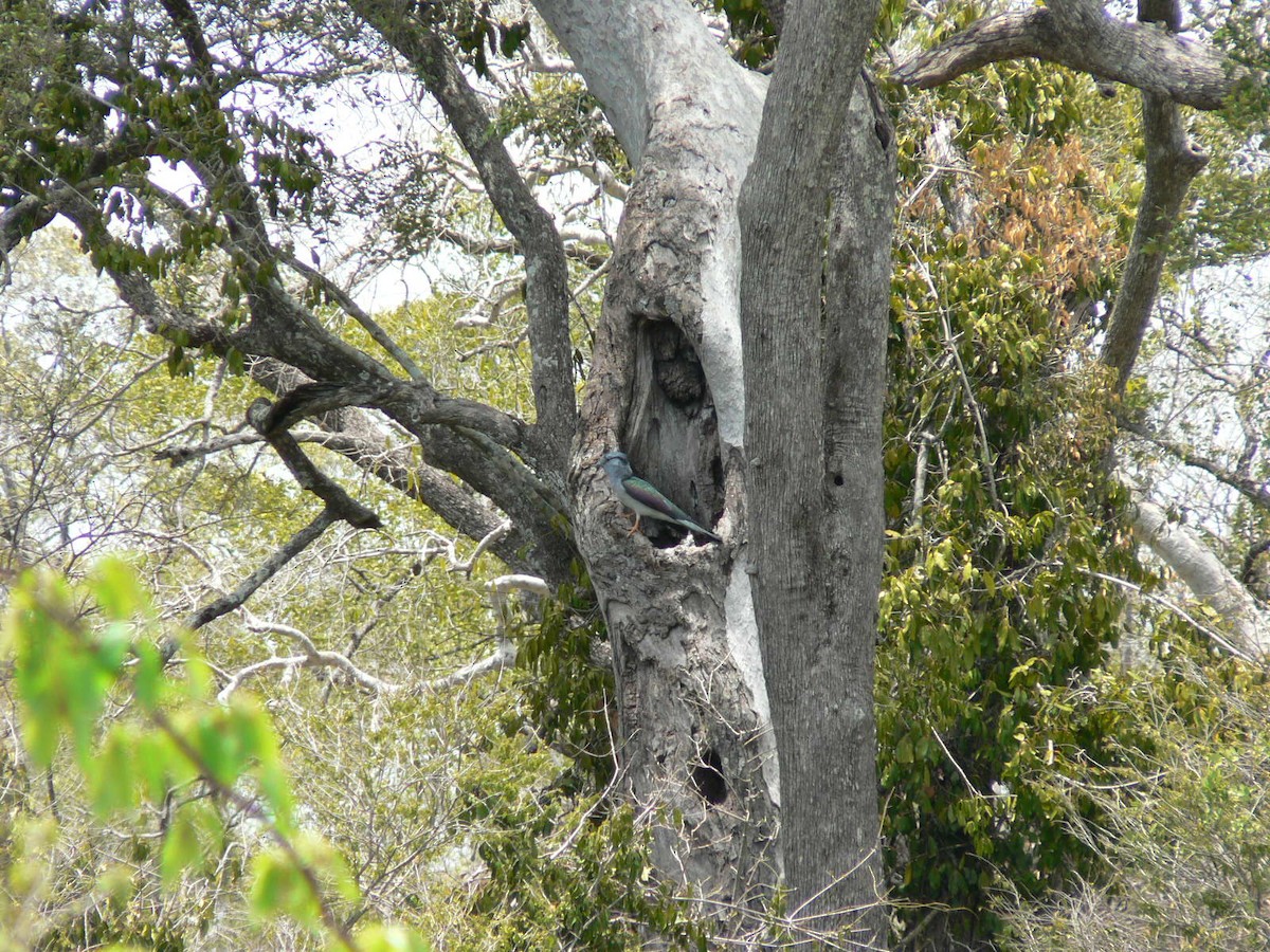Cuckoo-roller - ML638375554