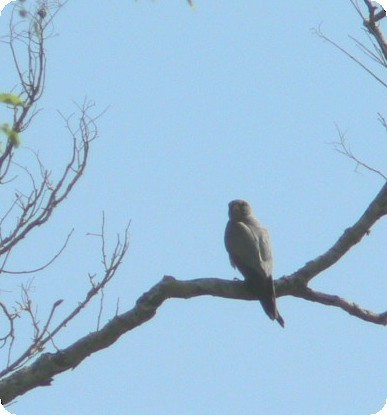 Falco unicolore - ML638375573