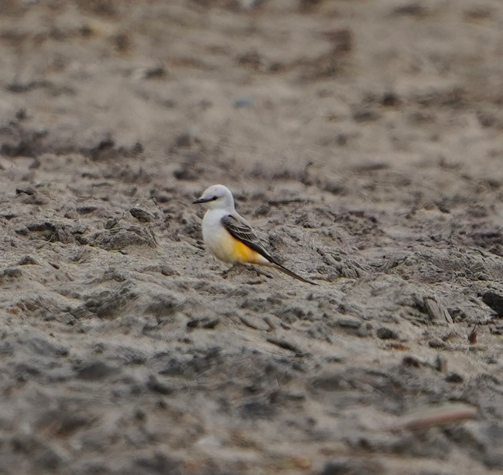 Scissor-tailed Flycatcher - ML638375581
