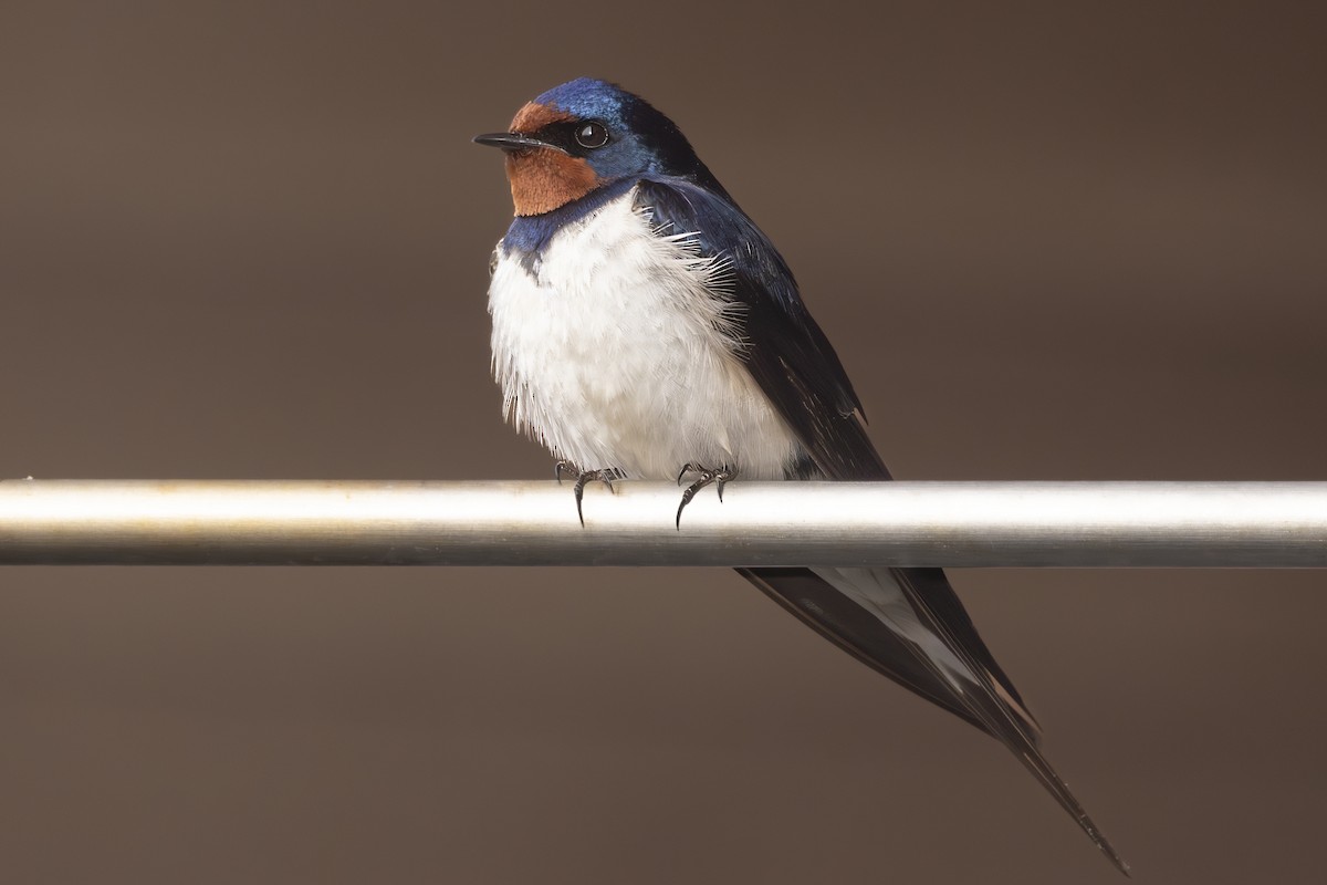 Kır Kırlangıcı - ML638375582