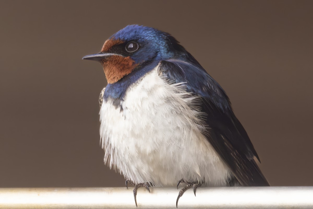 Kır Kırlangıcı - ML638375584