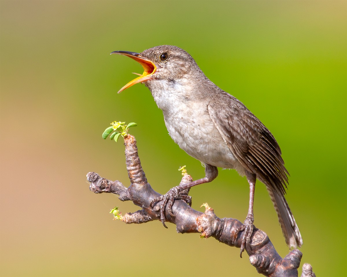 Clarion Wren - ML638375588