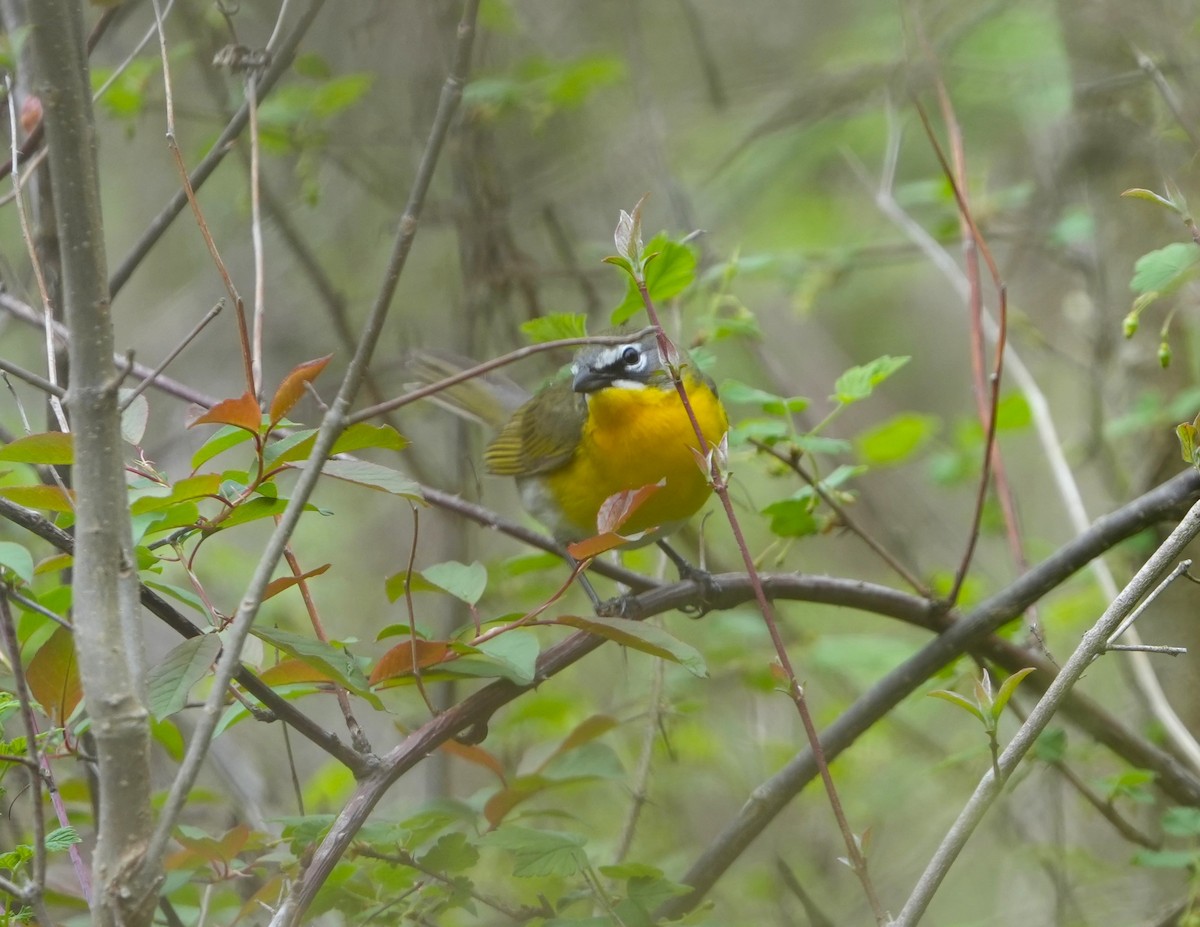 Yellow-breasted Chat - ML638375594