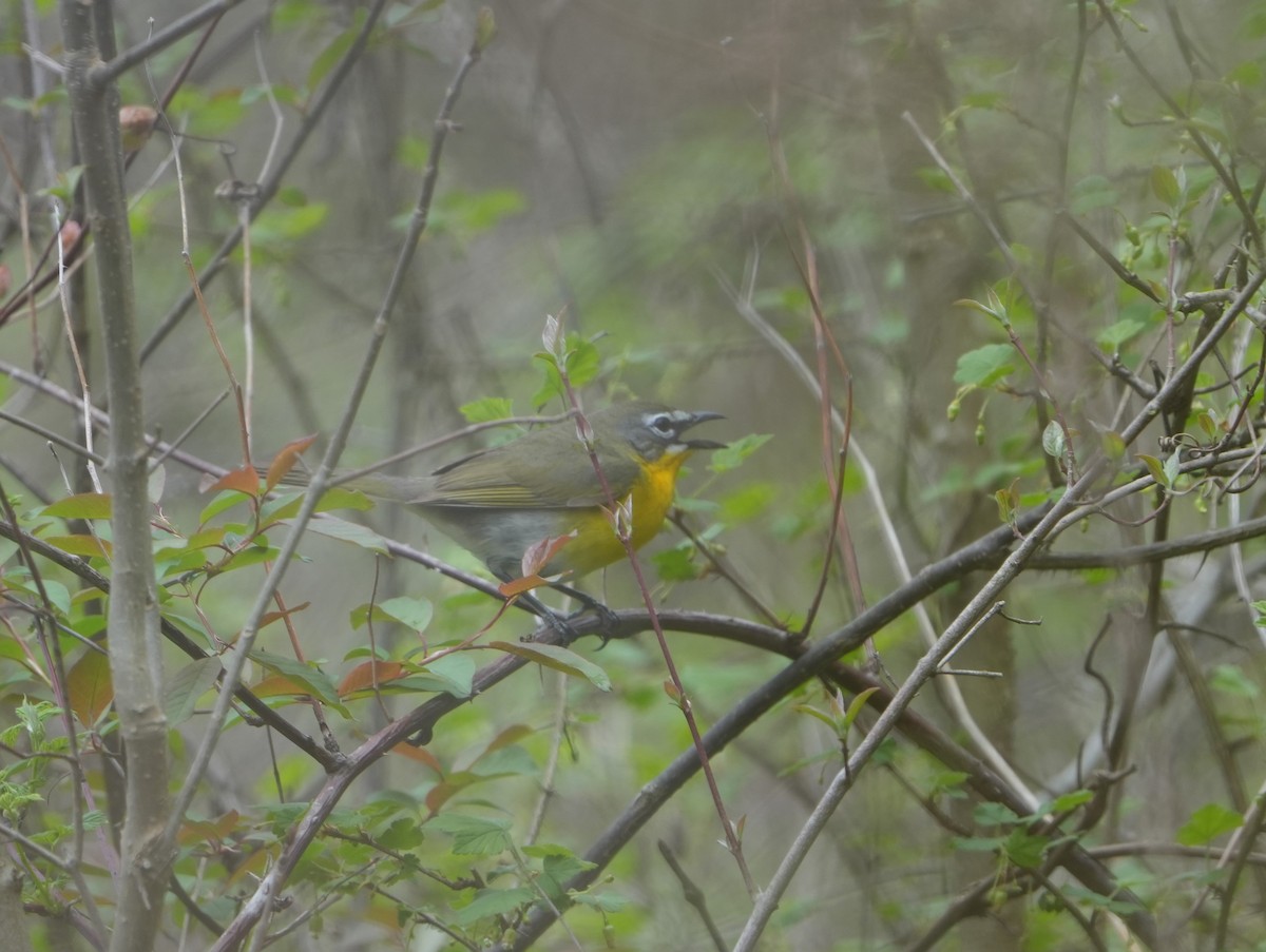 Yellow-breasted Chat - ML638375596