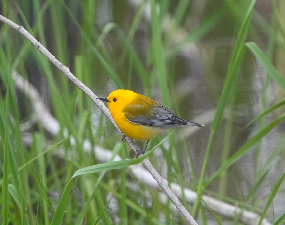 Prothonotary Warbler - ML638375602