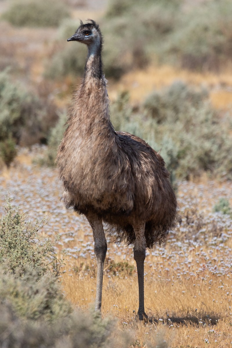 Emu - ML638375604