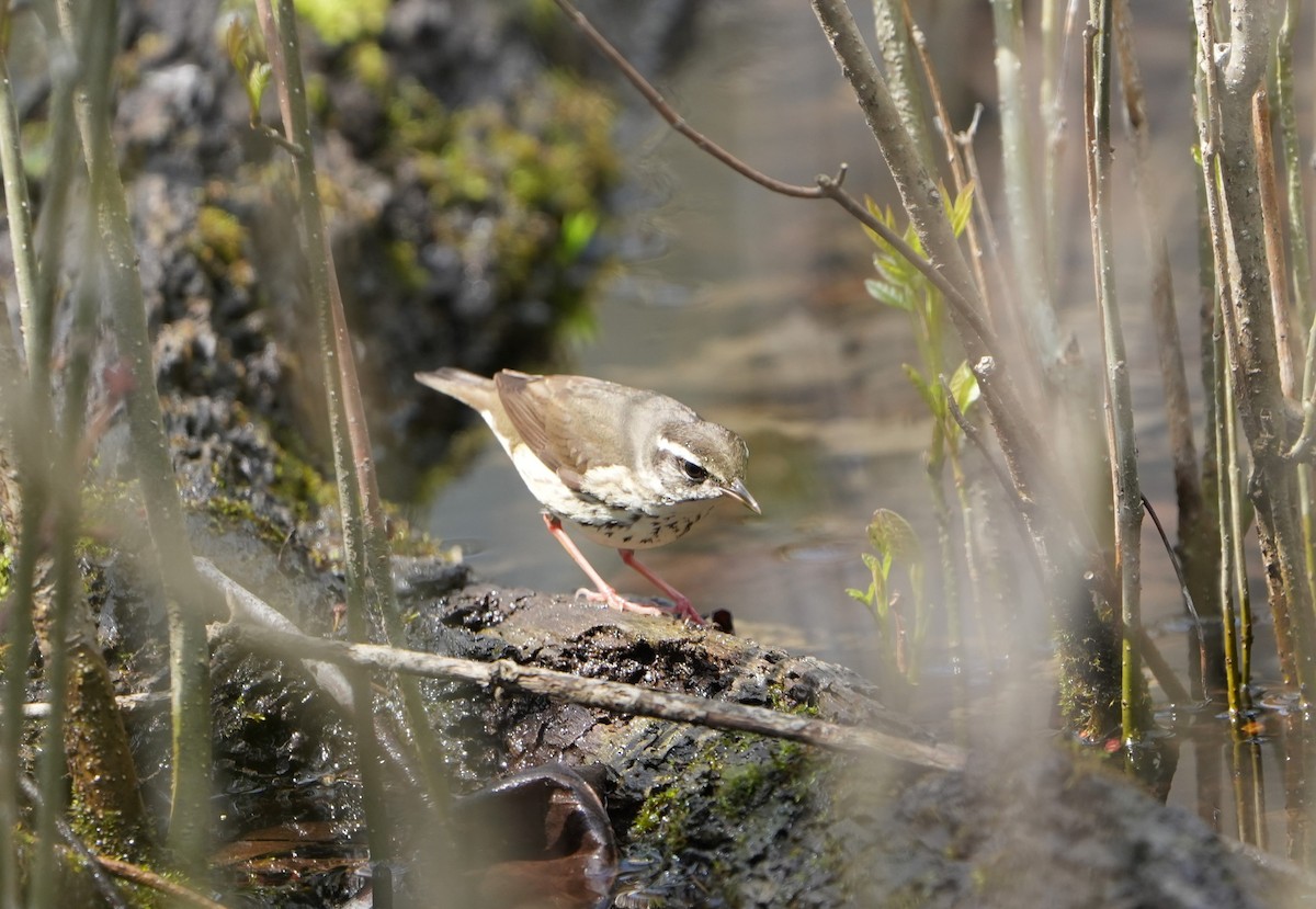 Louisiana Waterthrush - ML638375609