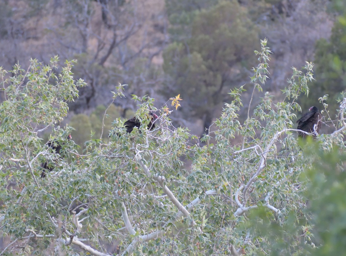 Turkey Vulture - ML638375612