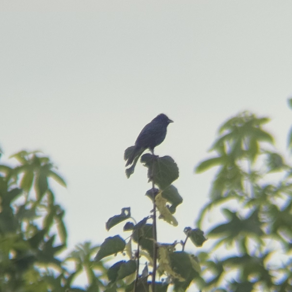 Indigo Bunting - ML638375619