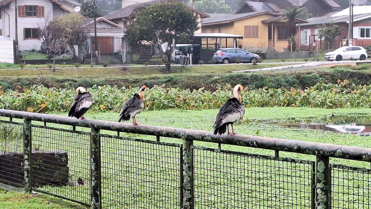 Buff-necked Ibis - ML638375629