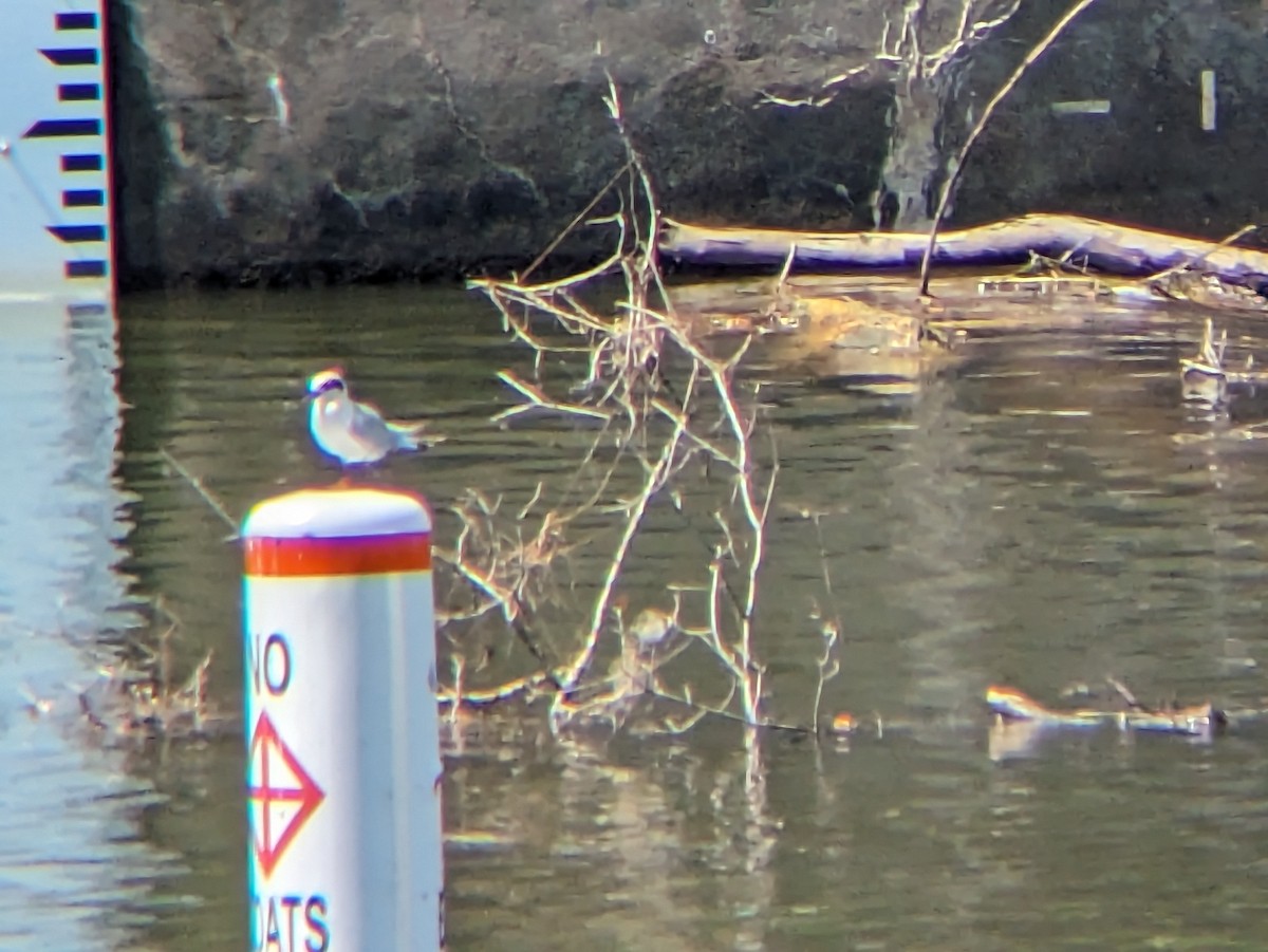 Forster's Tern - ML638375630