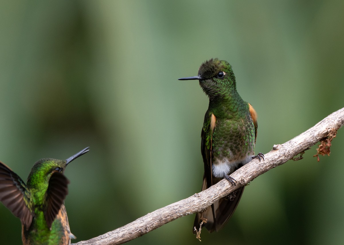 Buff-tailed Coronet - ML638375648