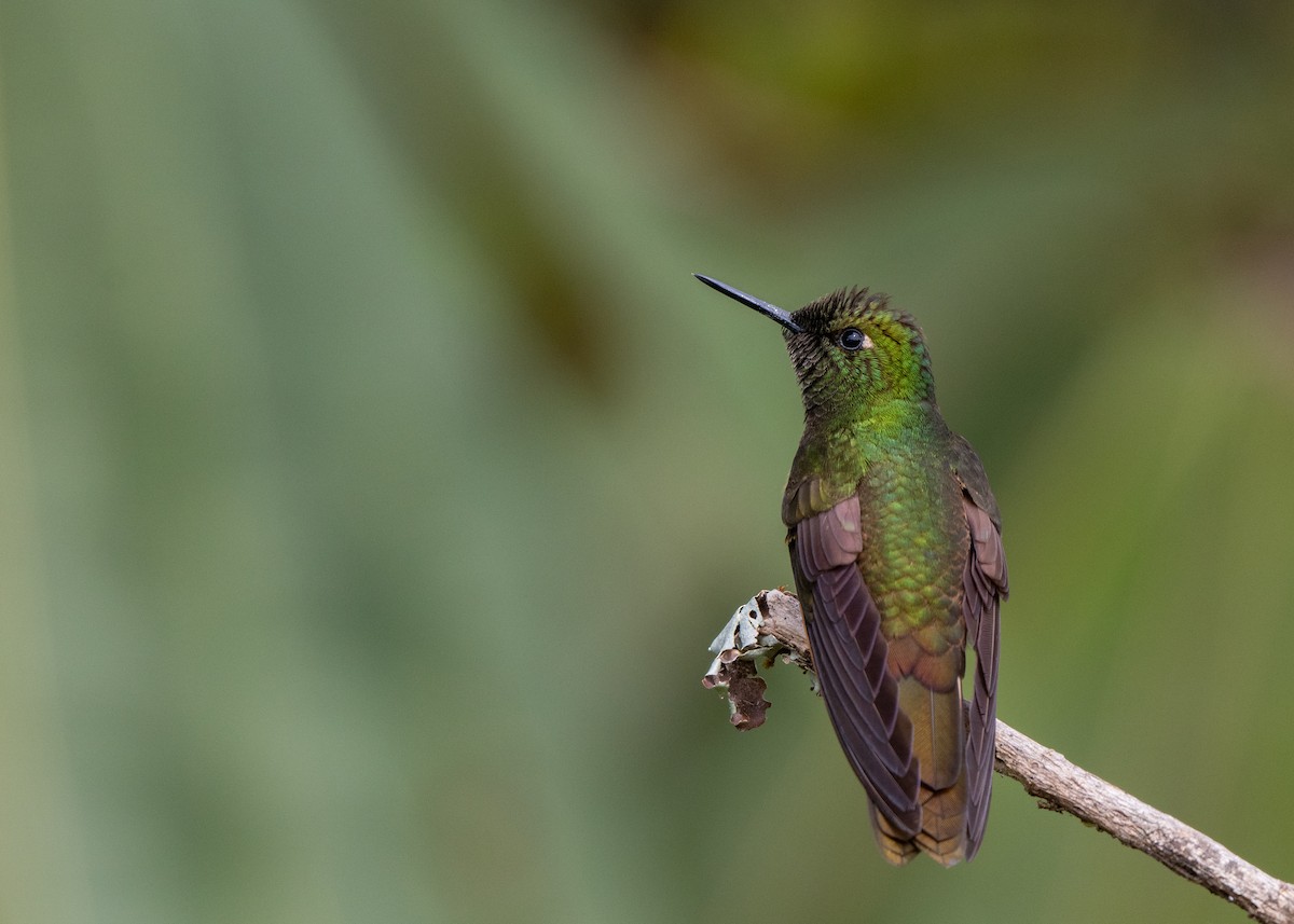 Buff-tailed Coronet - ML638375649