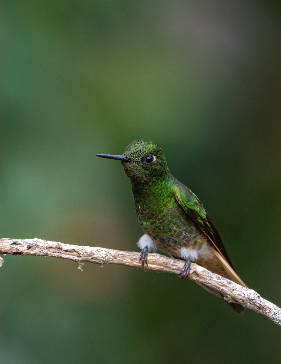 Buff-tailed Coronet - ML638375650