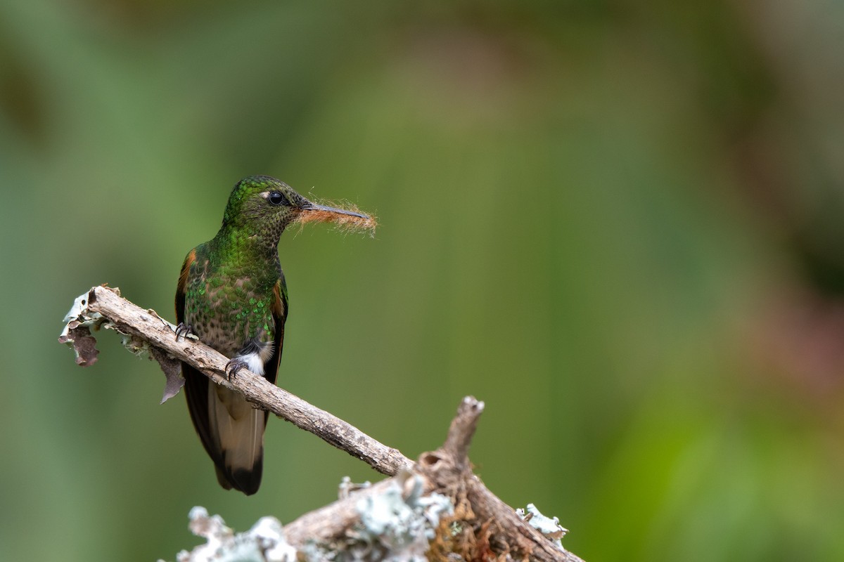 Buff-tailed Coronet - ML638375651