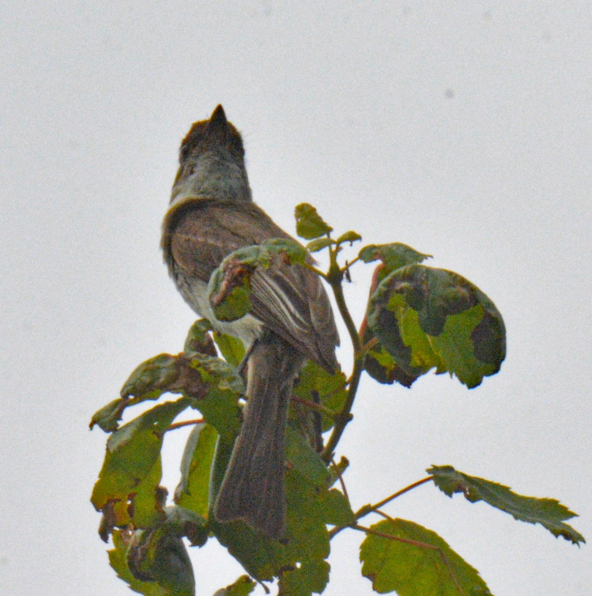 Eastern Phoebe - ML638375659