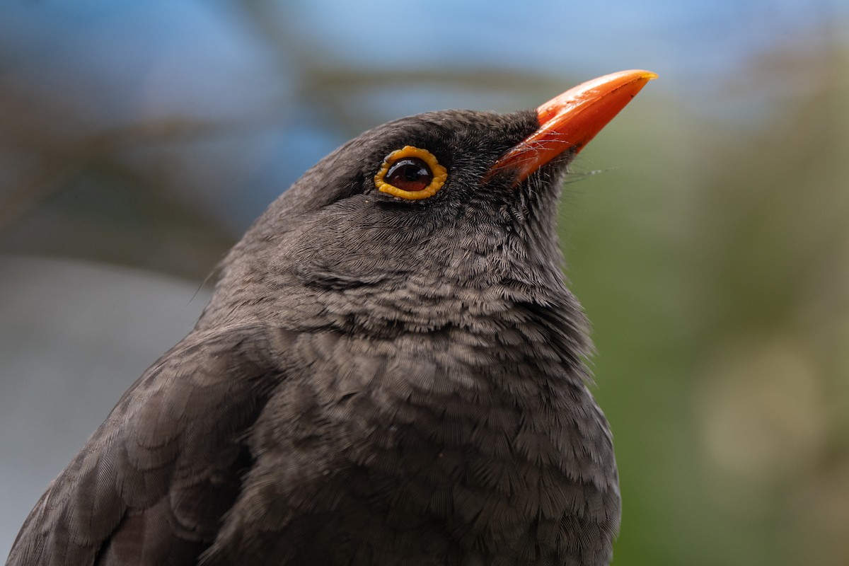 Great Thrush - ML638375676