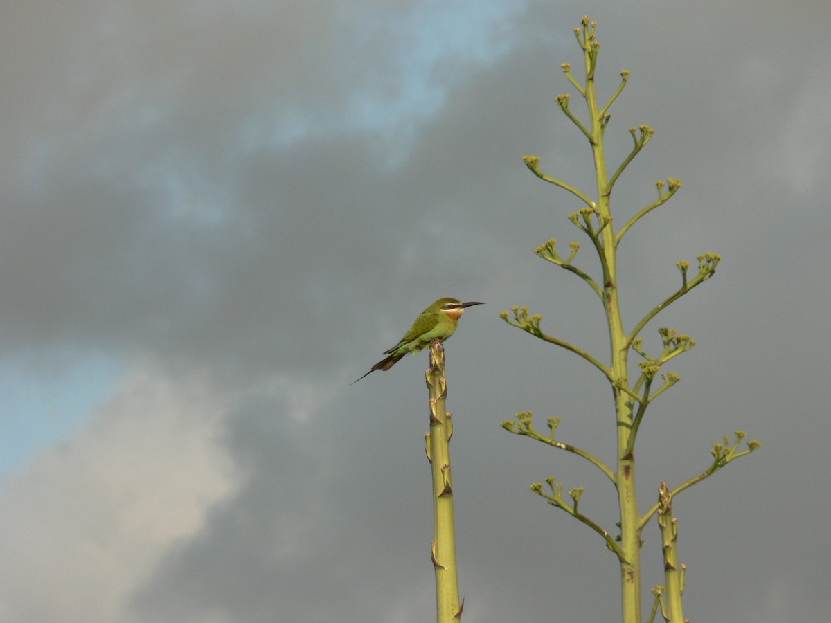 Olive Bee-eater - ML638375677