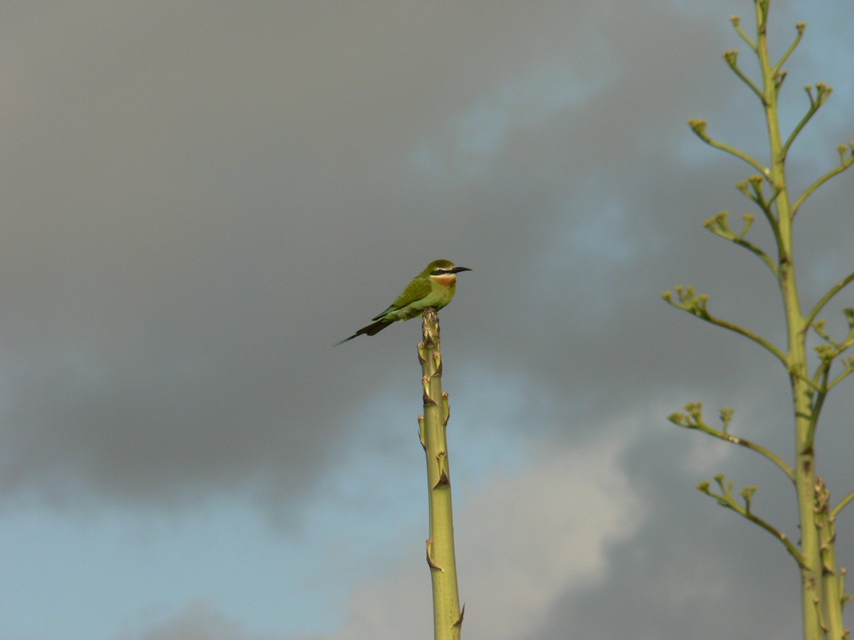 Olive Bee-eater - ML638375678