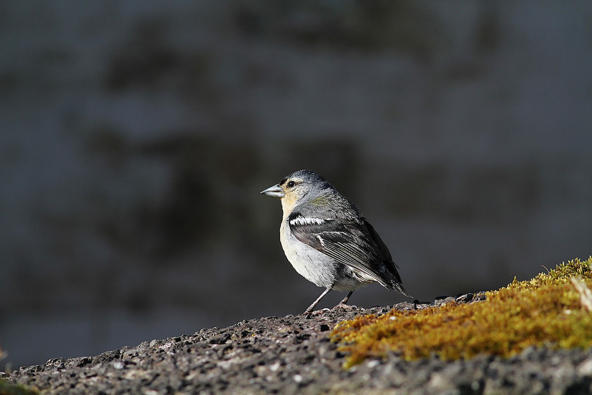 Azores Chaffinch - ML638375698