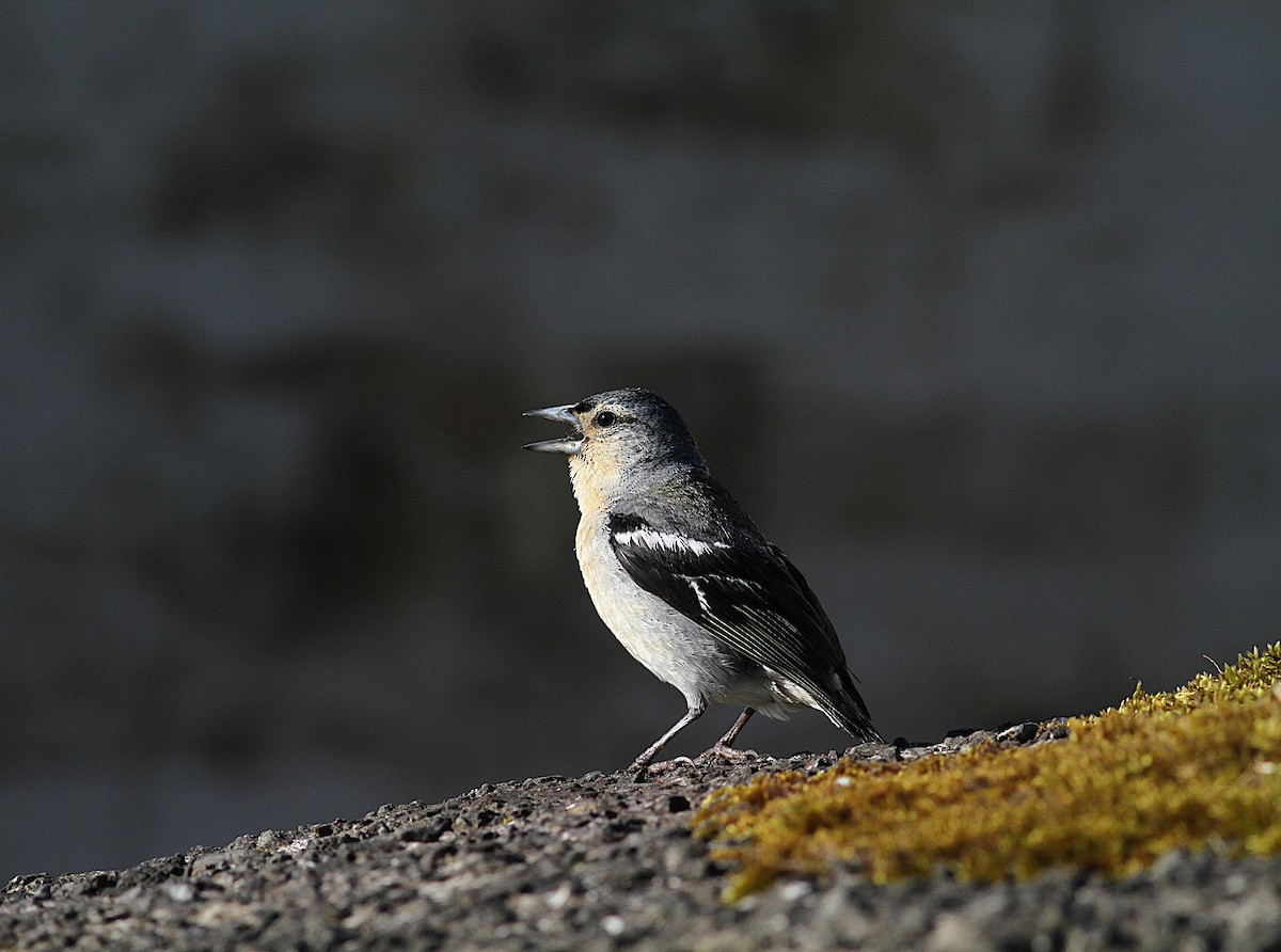 Azores Chaffinch - ML638375702