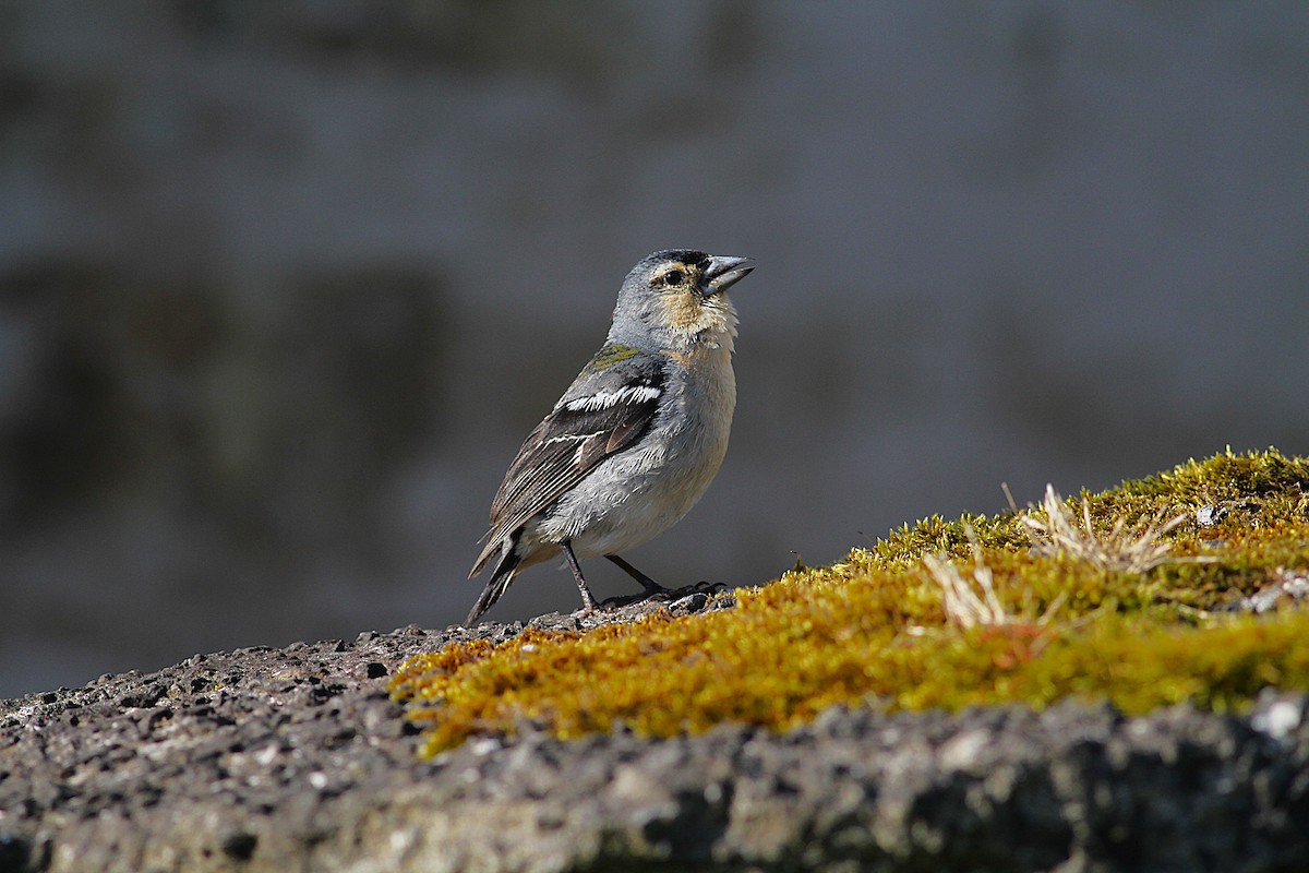 Azores Chaffinch - ML638375703