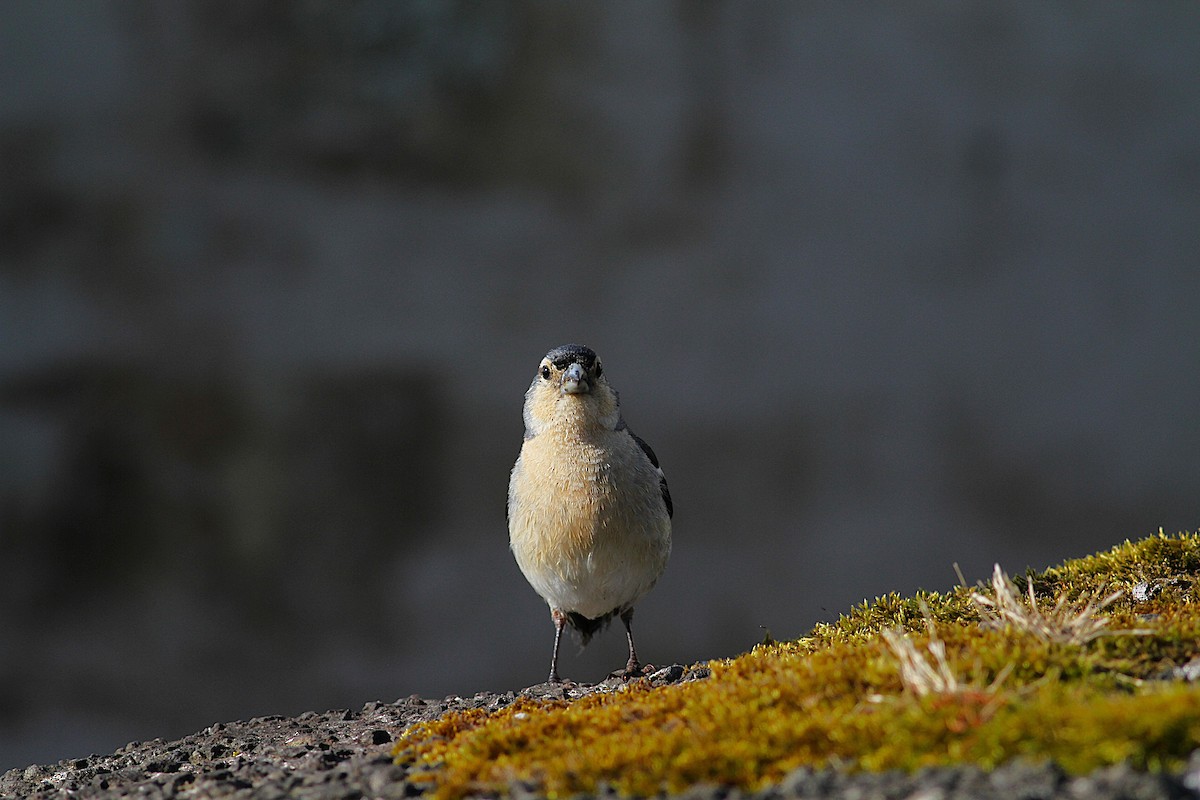 Azores Chaffinch - ML638375705