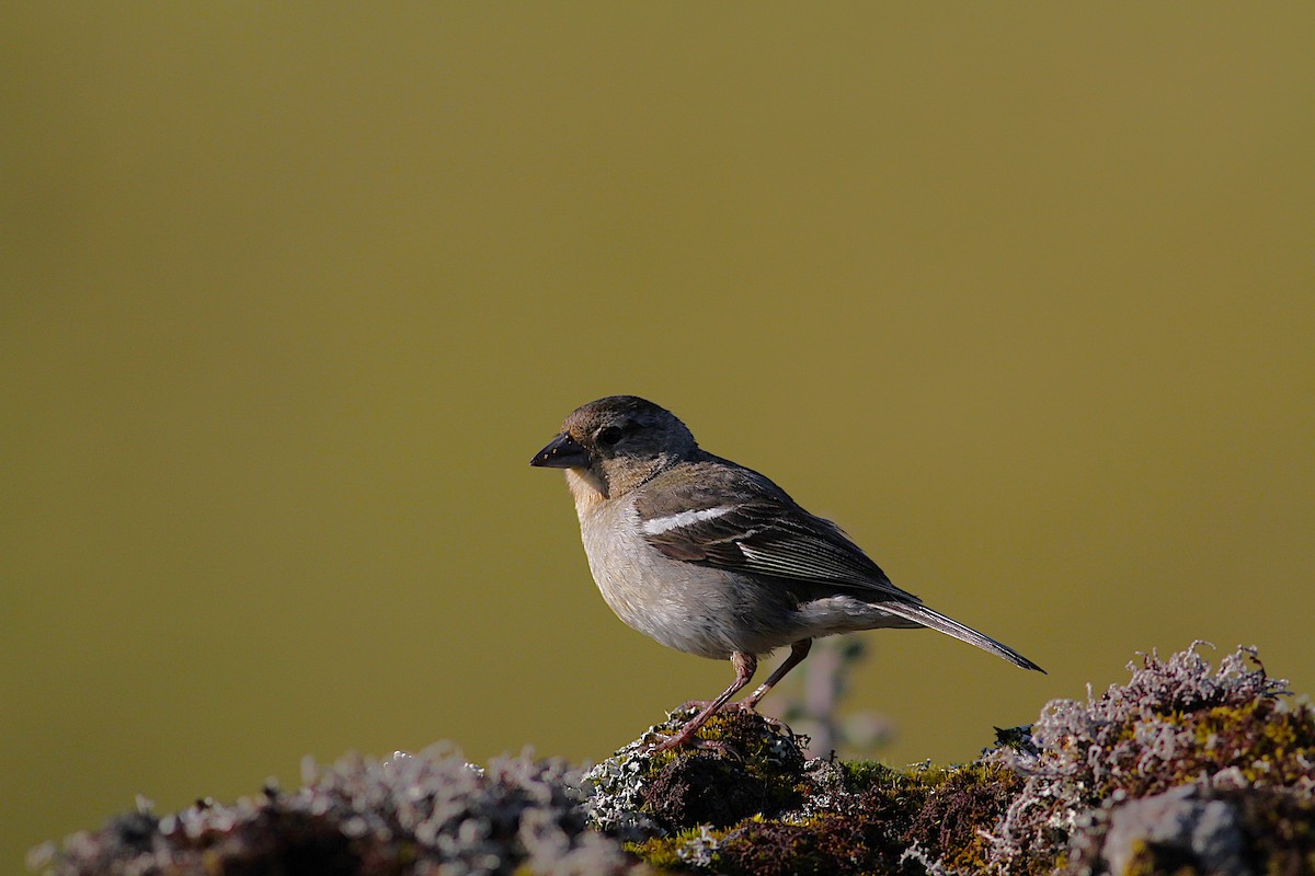 Azores Chaffinch - ML638375710