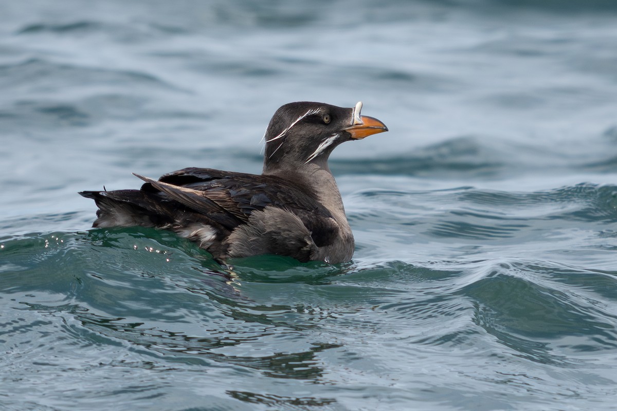 Rhinoceros Auklet - ML638375716