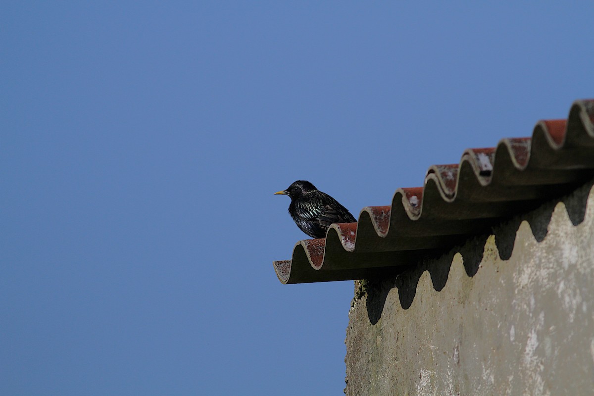 European Starling - ML638375736