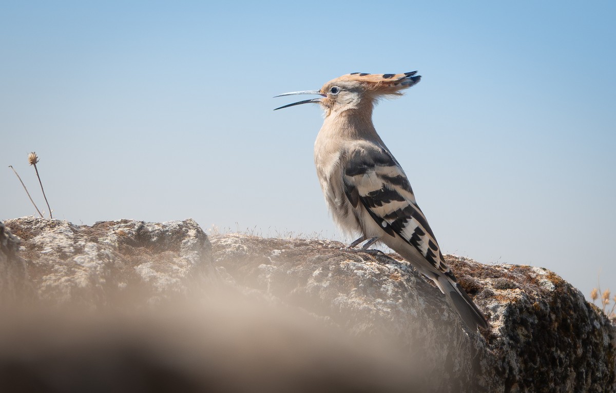 Eurasian Hoopoe - ML638375761