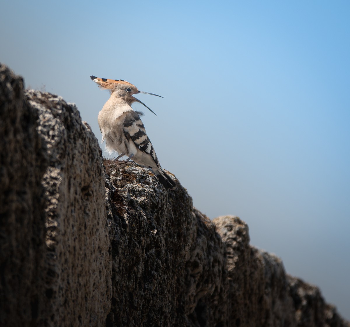 Eurasian Hoopoe - ML638375762