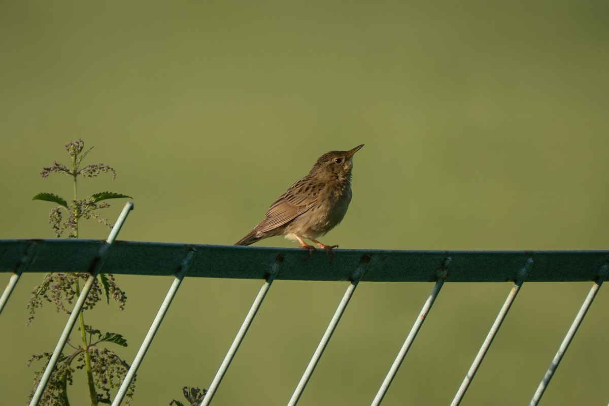 Common Grasshopper Warbler - ML638375772
