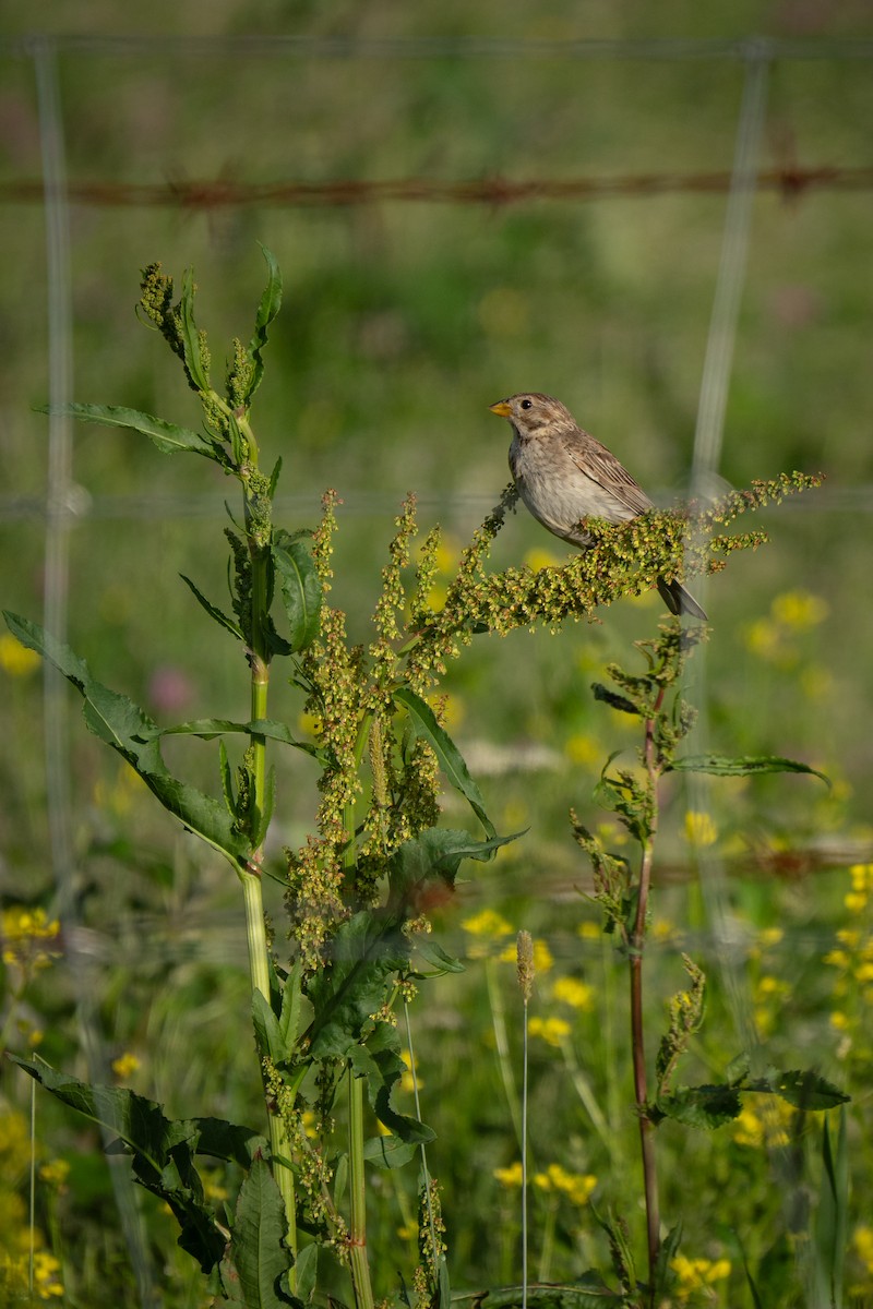 Corn Bunting - ML638375779