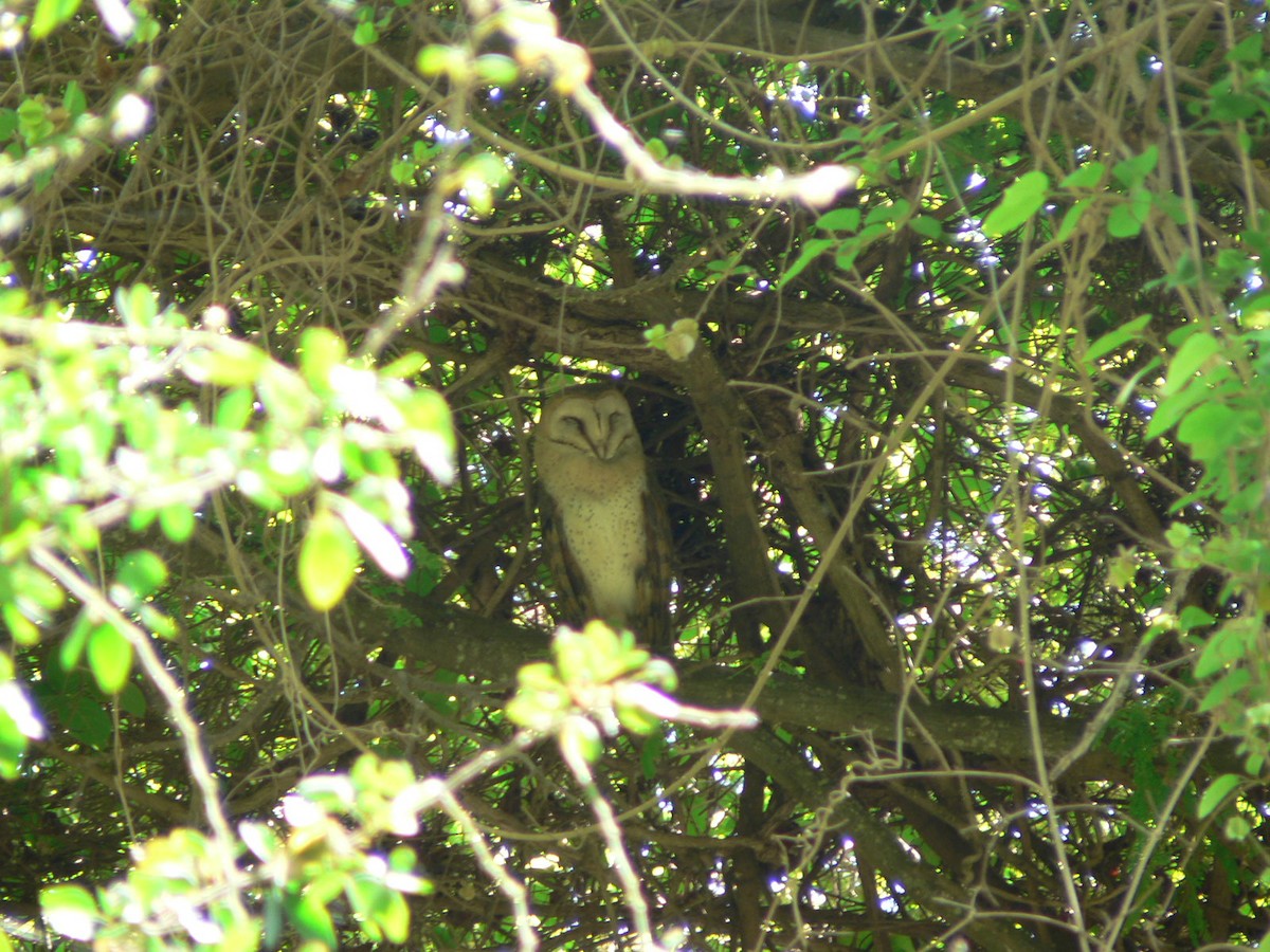 Western Barn Owl (African) - ML638375784