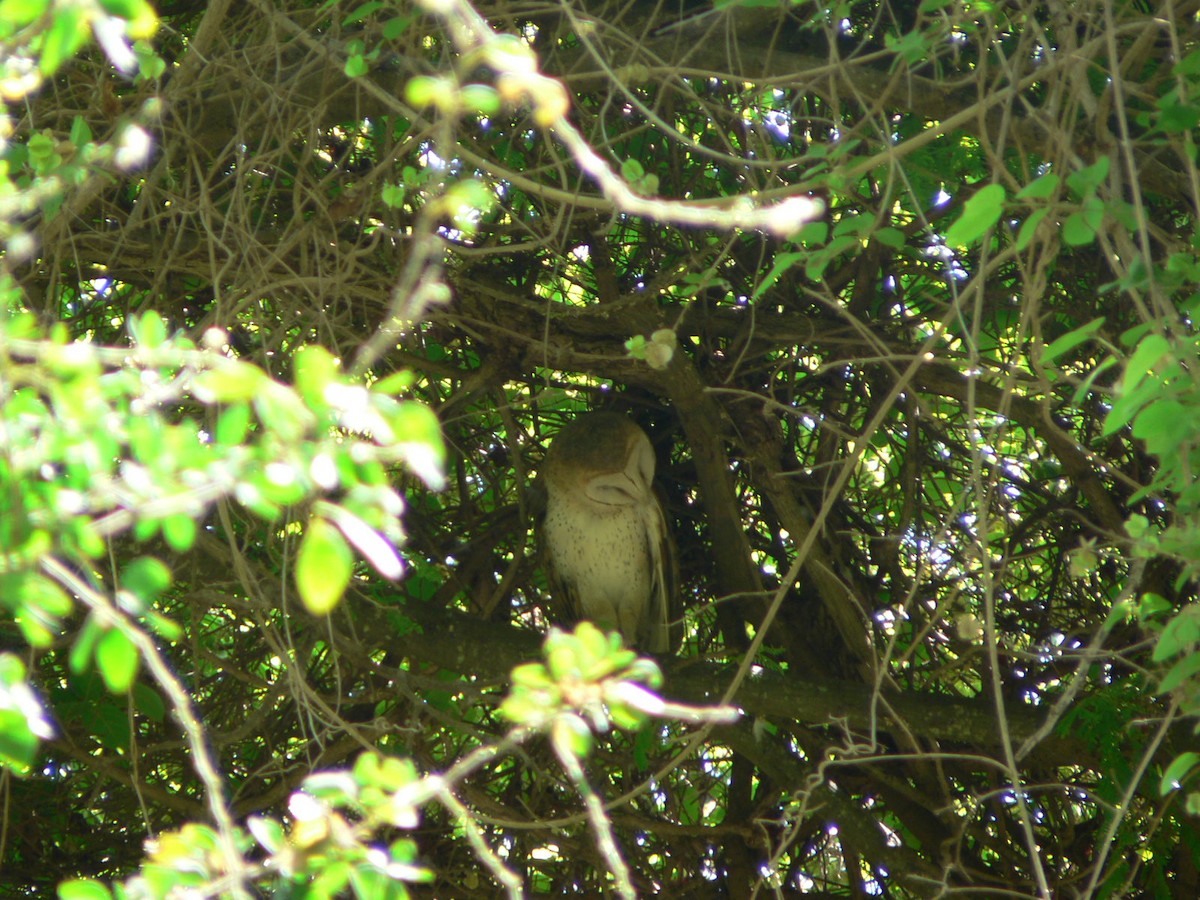 Western Barn Owl (African) - ML638375786