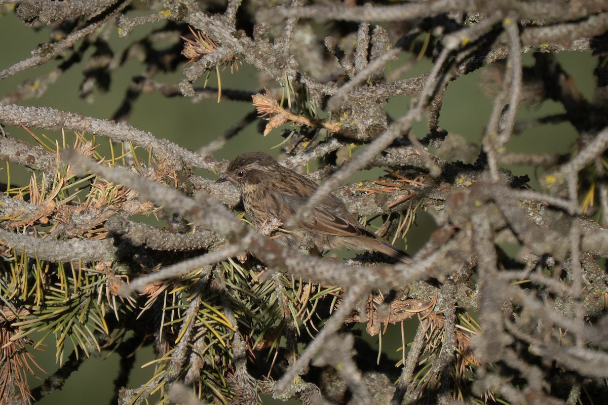 Brown Accentor - ML638375793