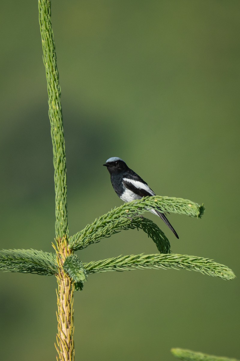 Blue-capped Redstart - ML638375799