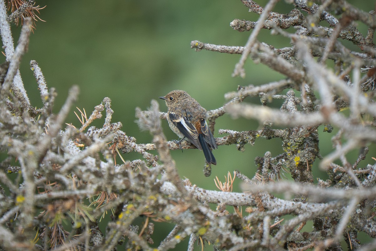 Blue-capped Redstart - ML638375805