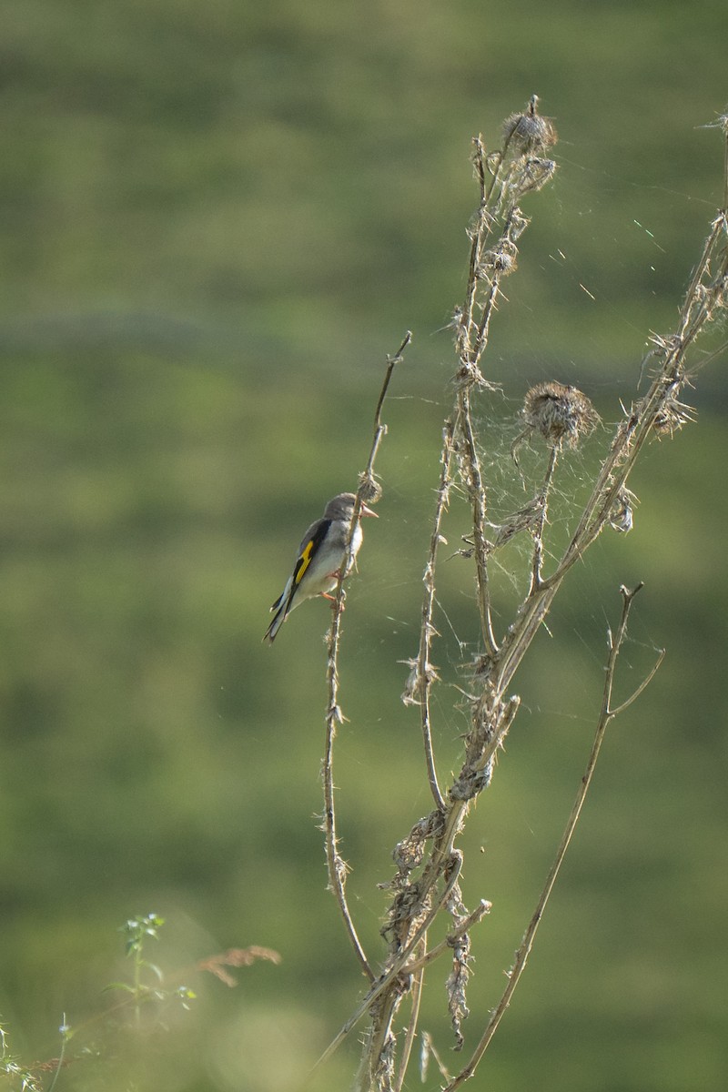Gray-crowned Goldfinch - ML638375808