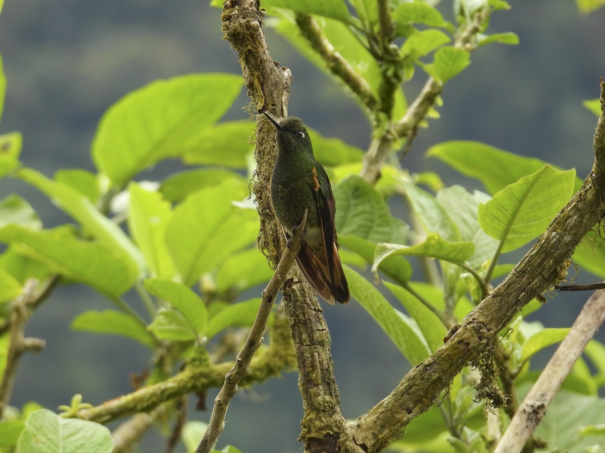 Buff-tailed Coronet - ML638375810