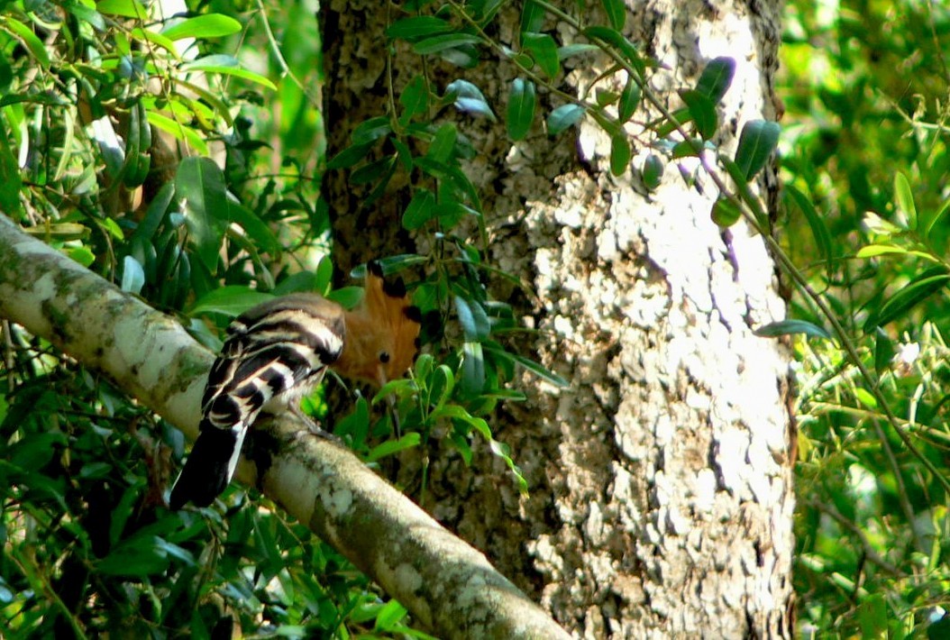 Madagascar Hoopoe - ML638375814