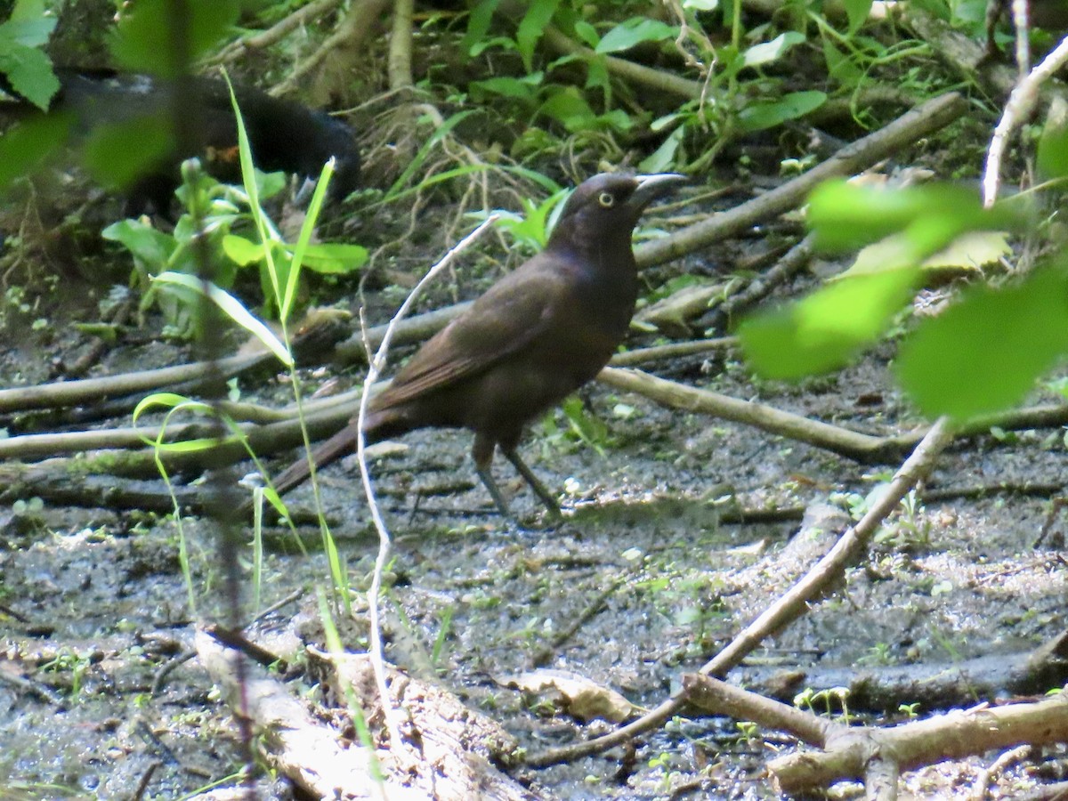 Common Grackle - ML638375820